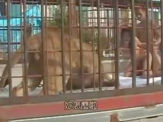 Japans kuiken geneukt binnenin de lions kooi
